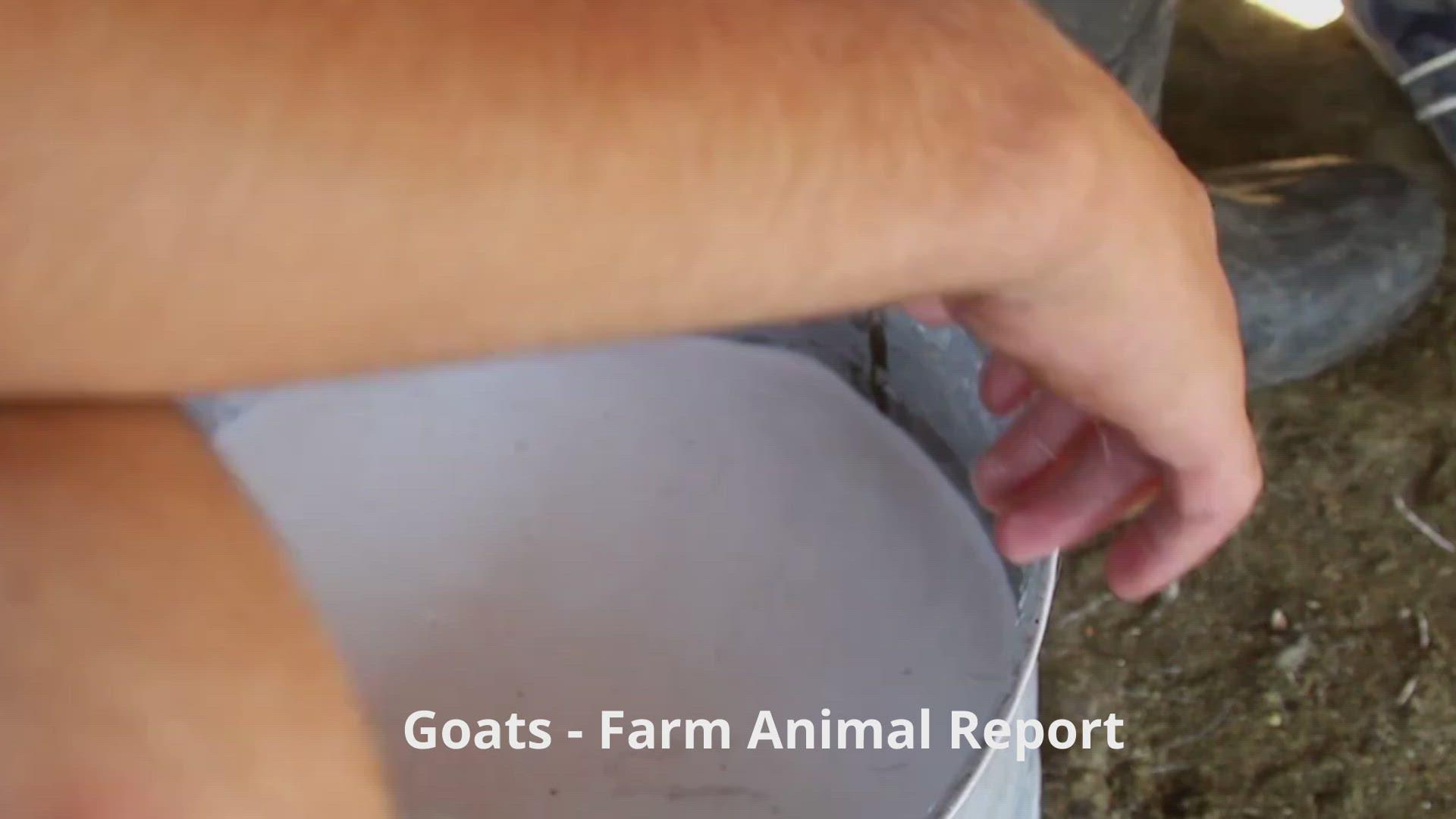'Video thumbnail for Goat Milking Video into pail'