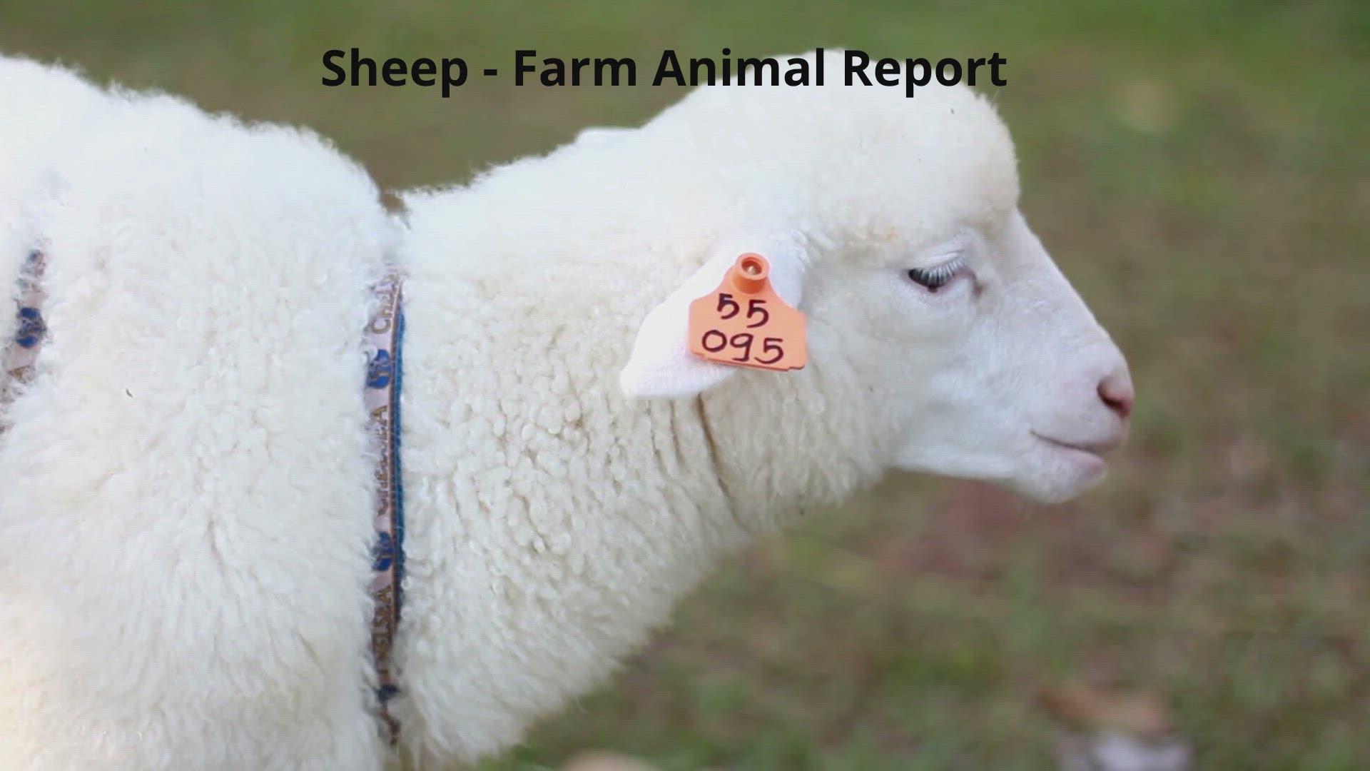 'Video thumbnail for Sheep - Sheep Farming'