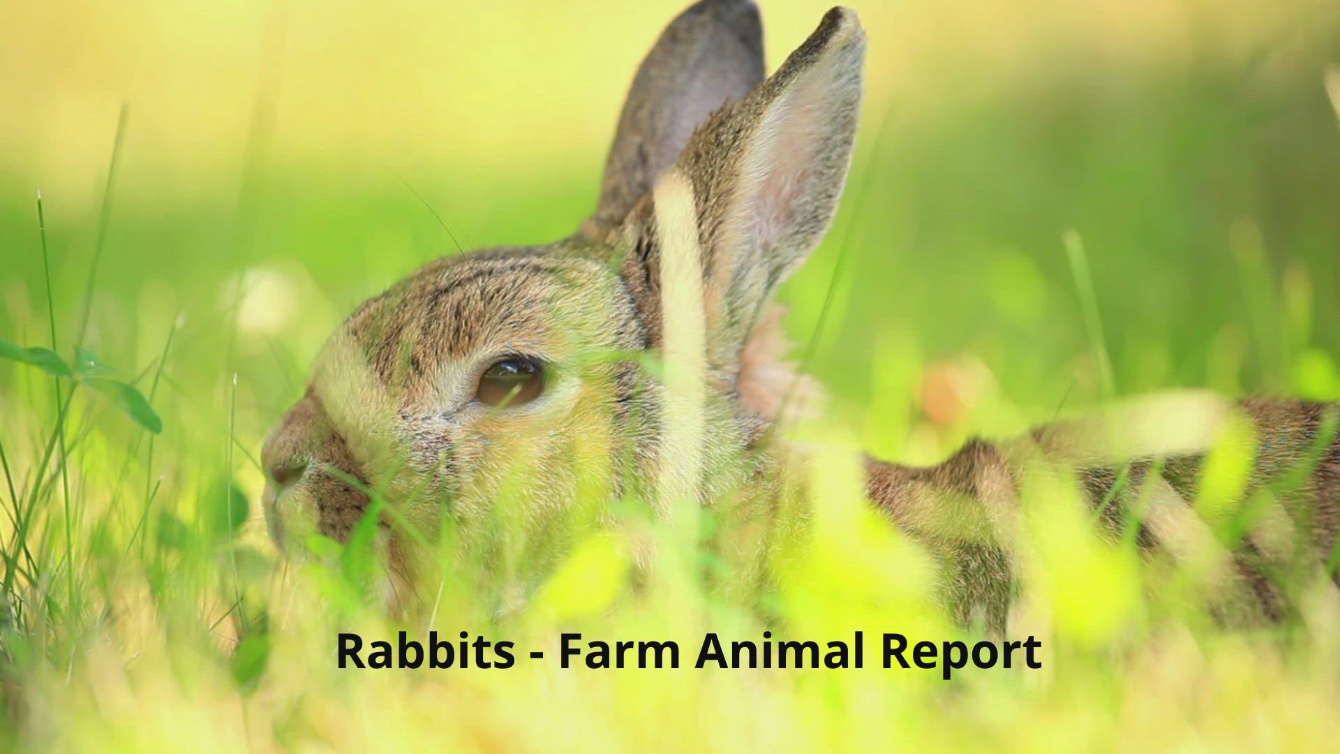 'Video thumbnail for Baby Rabbits Eating Grass in Their Field'