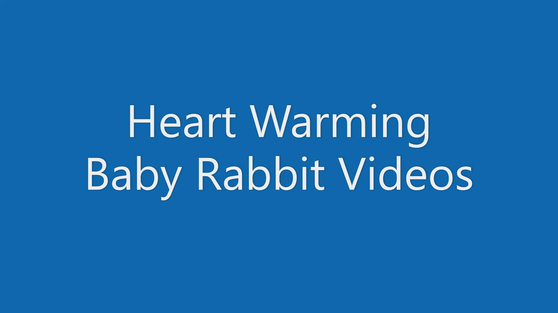'Video thumbnail for Heart Warming Rabbit Videos'