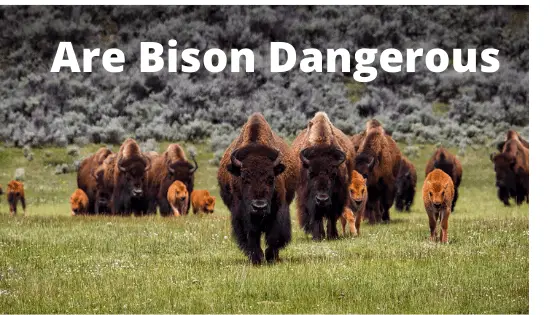 Are Bison Dangerous