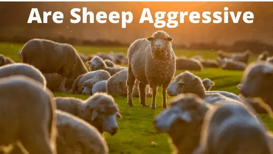 Are Sheep Aggressive