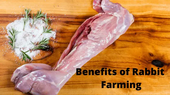 Benefits of Rabbit farming