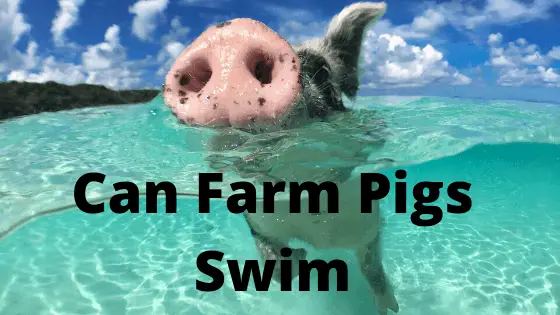 Can farm Pigs Swim