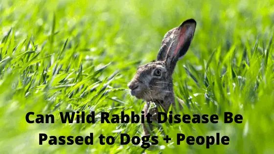 Can Wild Rabbit Disease be Passed to Dogs