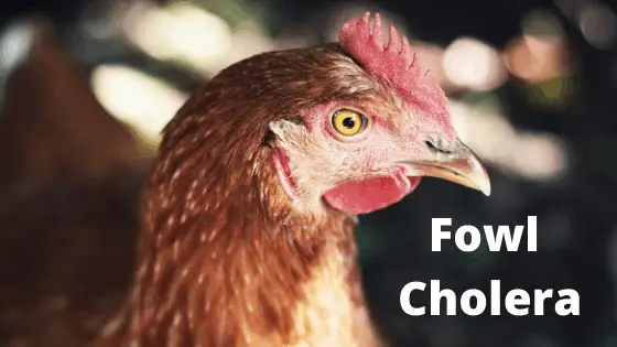 Signs of Chicken Fowl Cholera