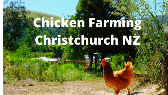 Chicken Farming Christchurch New Zealand