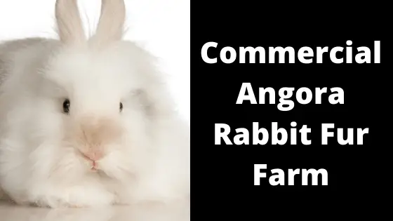 Commercial Rabbit Fur Farm