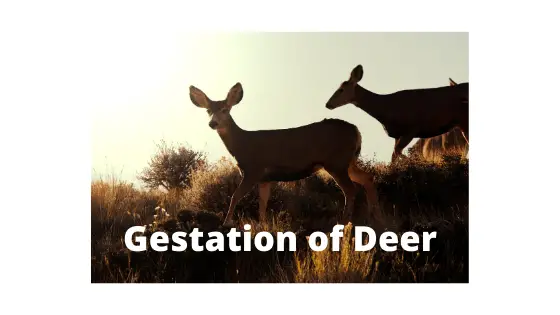 what is gestation period of deer
