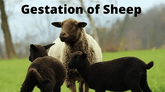 Sheep Pregnancy