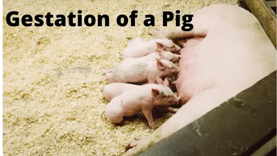 How Long is Gestation of a Pig