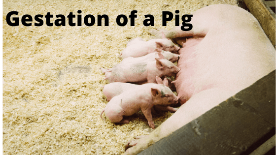 What Is The Gestation Period For A Pig