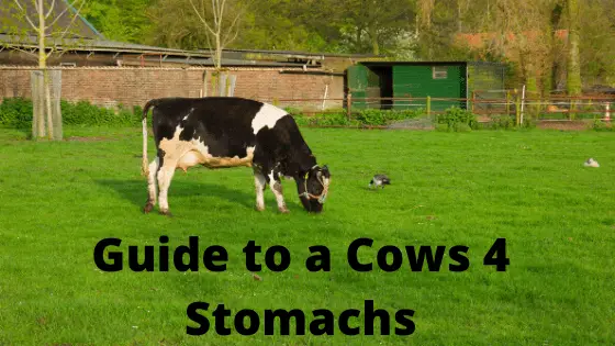 Simple Cows Intestine Tutorial