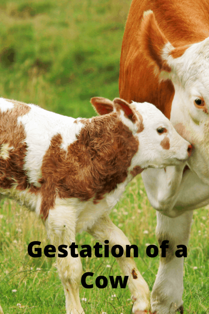 what-is-the-gestation-period-for-a-cow-happy-farm-farm-animal-report
