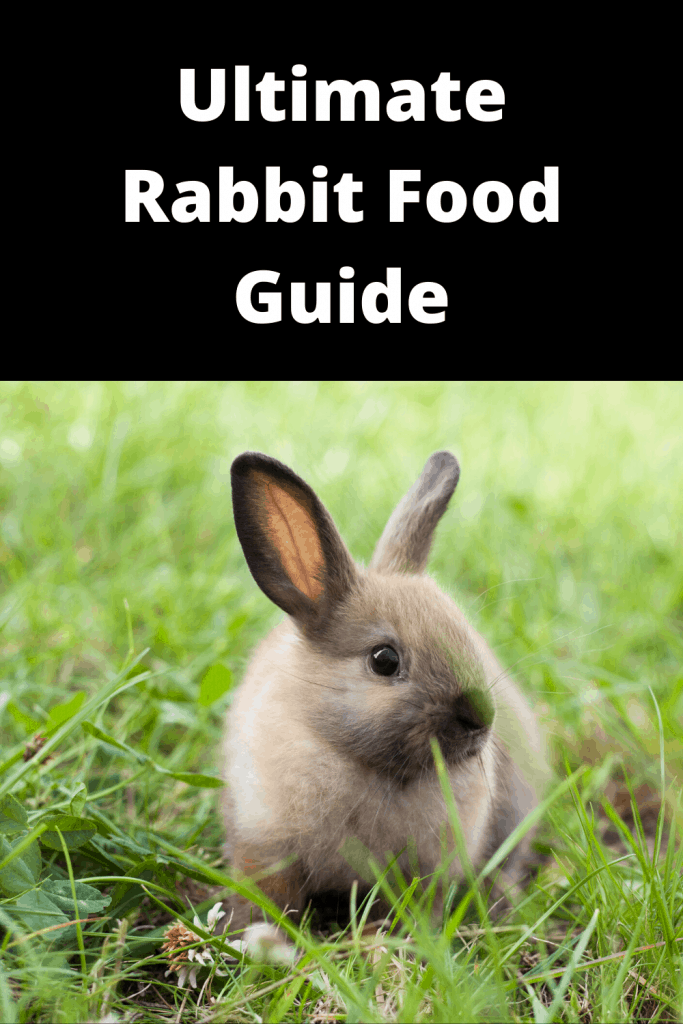 Ultimate Guide to Rabbit Foods Farm Animal Report