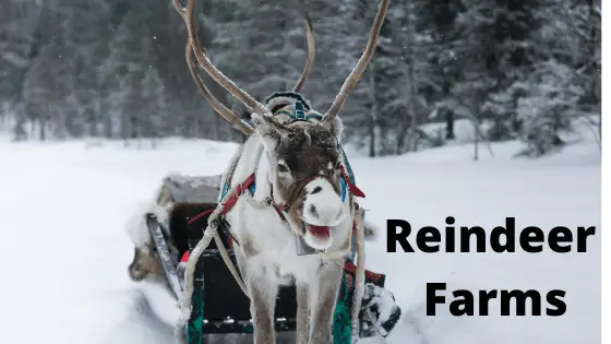 Reindeer Farms