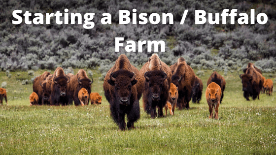 Starting a Bison Farm