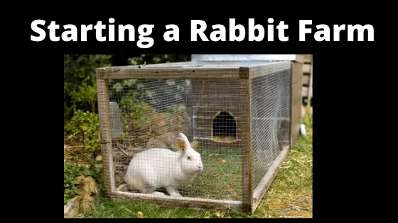 Starting a Rabbit farm