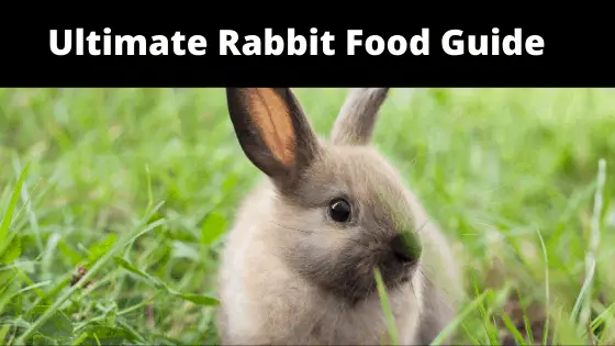 Ultimate Rabbit Food Guide
