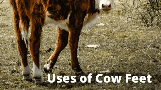 Creative Uses of Cows Feet