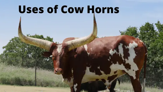 Uses of Cow Horns