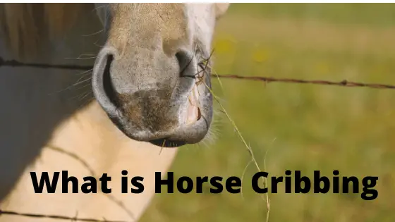 What is Horse cribbing / Windsucking