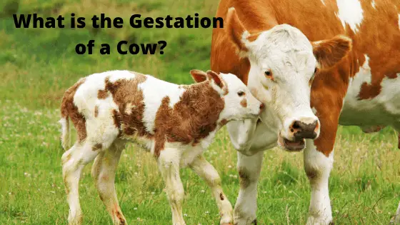 What is the Gestation of a Cow