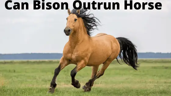 Can Bison Outrun a Horse