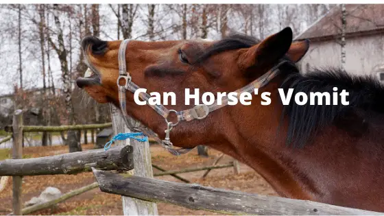 Why Cant Horses vomit