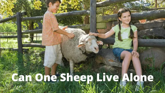 Can One Sheep Live Alone