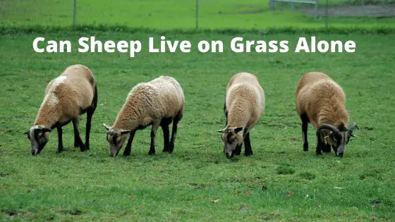 Can Sheep Live on Grass Alone