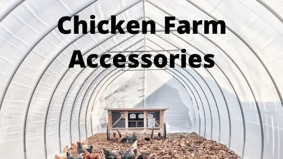 Chicken Farm Accessories