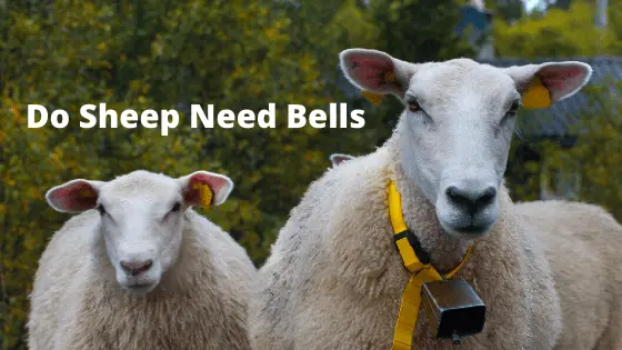 Do Sheep Need Bells