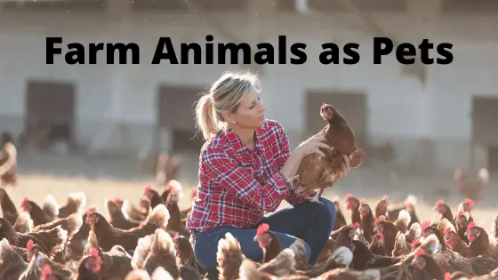 Farm Animals as Pets