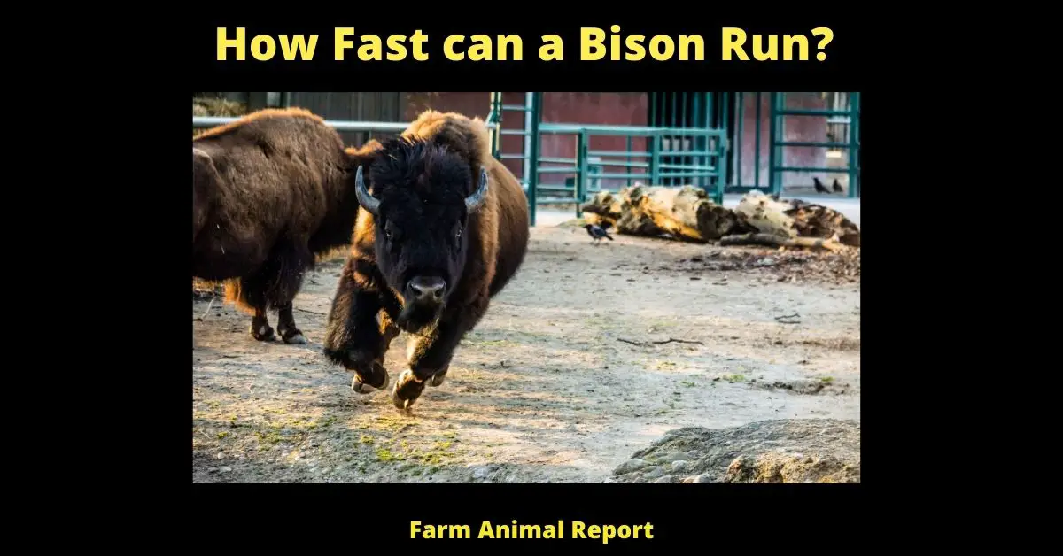 How Fast can a Bison Run? 