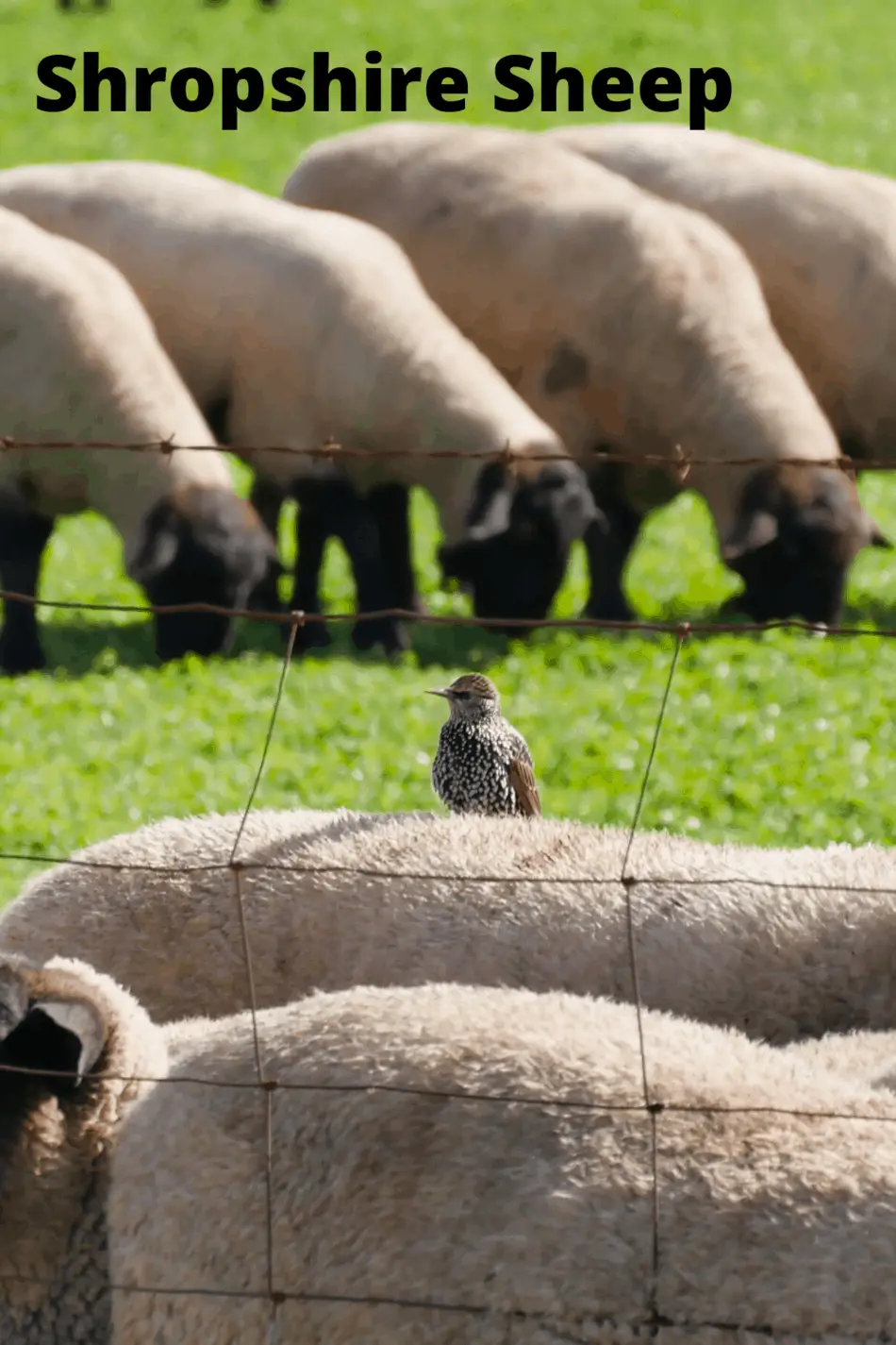 Shropshire Sheep Farming
