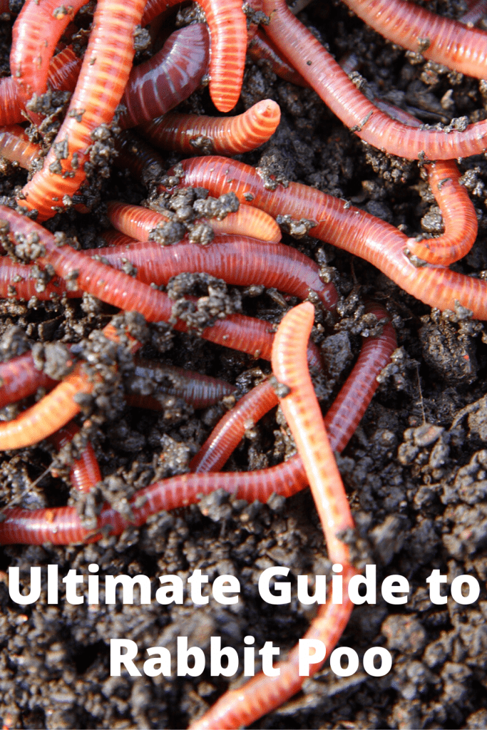 Bunny Worms / Rabbit Poop / Worms **RECYCLING POOP** Farm Animal Report