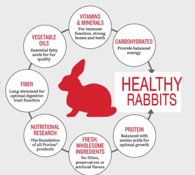 A Buck Rabbit and His Harem! Is it true that Rabbits Breed so Much? 6 A Buck Rabbit and His Harem! Is it true that Rabbits Breed so Much? 5