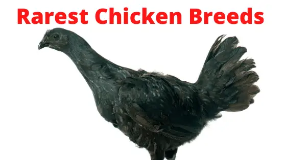 Rare Chicken Breeds