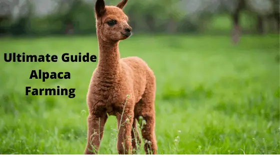 Ultimate Guide Alpaca Farming