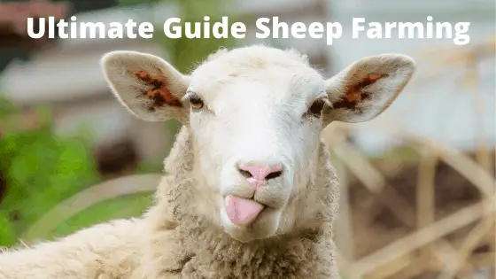 Ultimate Guide Sheep Farming