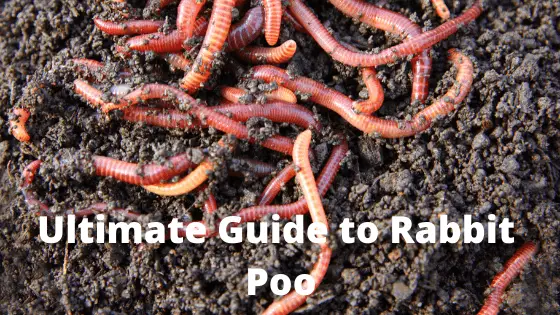 Ultimate Guide to Rabbit Poo
