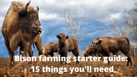 Bison farming starter guide_ 15 things you'll need
