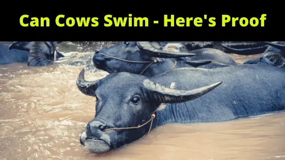 Can Cows Swim - Here's Proof