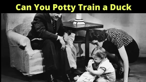 can you potty train a duck can ducks be potty trained cana duck be potty trained can you house train a duck potty training ducks potty training a duck can you train a duck duck potty training can you train ducks how often do ducks poop Can You Potty Train a Duck