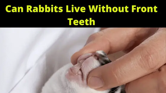 Can A Rabbit Live Without His front Teeth