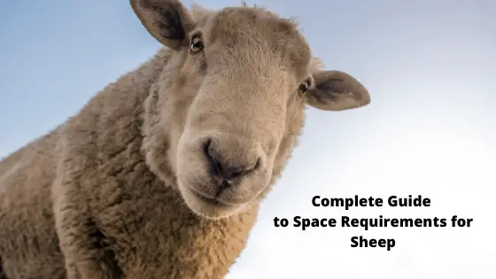 Complete Guide to Space Requirements for Sheep