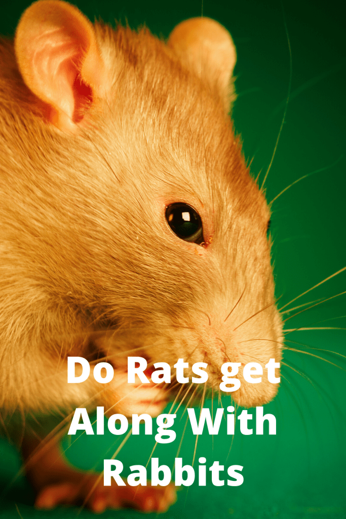 Do Rats Get Along with Rabbits? (2022) Farm Animal Report