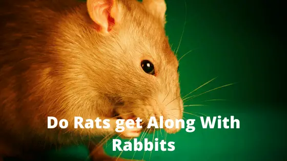 Do Rats Get Along with Rabbits