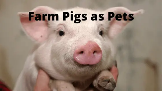 Farm Pigs as Pets